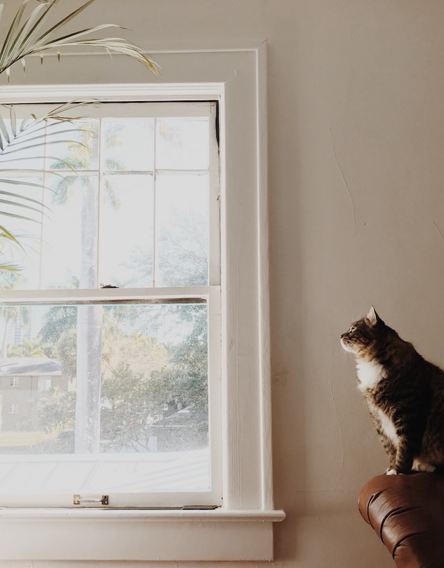 clean home with a cat sat by the window